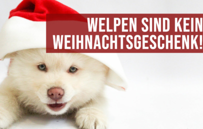 Welpen sind kein Weihnachtsgeschenk - Veterinäramt Offenbach