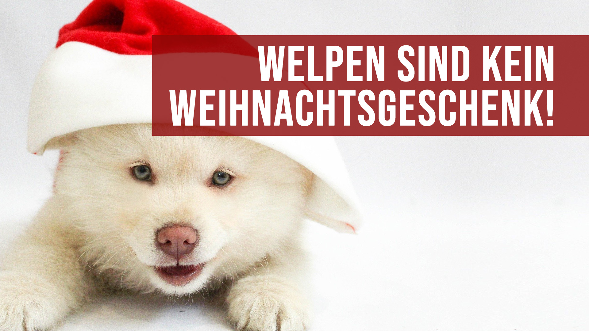 Welpen sind kein Weihnachtsgeschenk - Veterinäramt Offenbach